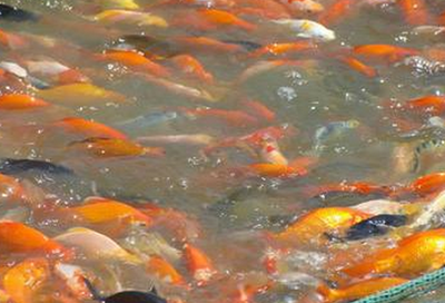 養殖觀賞魚的前景與產業發展及水質改良劑研發探討