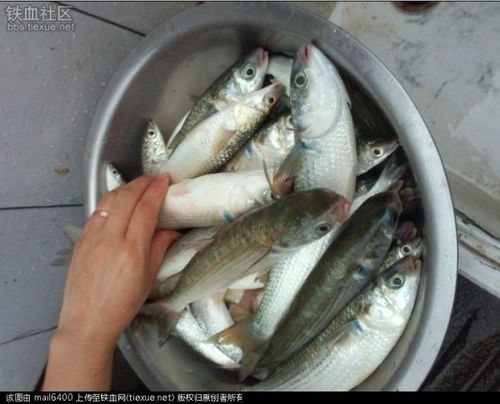 鯔魚人工繁殖技術(shù)與水質(zhì)改良劑研發(fā)的協(xié)同發(fā)展