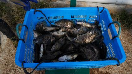 “游進(jìn)”全產(chǎn)業(yè)鏈 歙縣集約化養(yǎng)殖鱖魚肥美上市