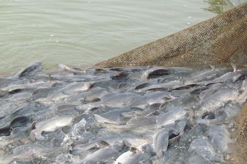 從珍饈到尋常 長(zhǎng)江江團(tuán)的身價(jià)變遷與養(yǎng)殖技術(shù)發(fā)展